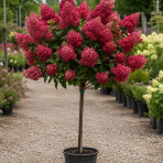 Hortenzia metlinatá (Hydrangea paniculata)  ‘Magical Fire’ - výška 90-100 cm, kont. C10L - NA KMIENKU